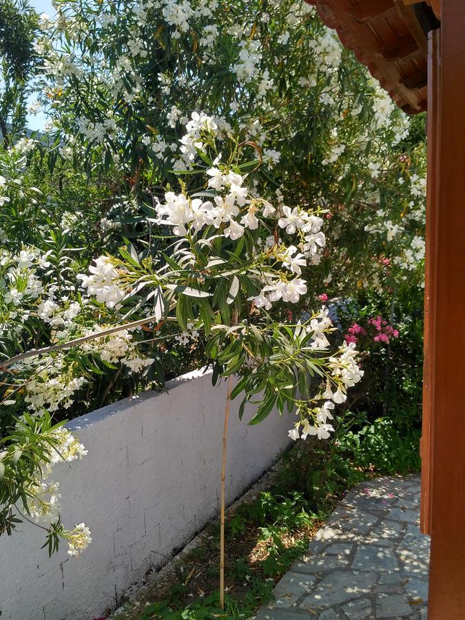 Kyriaki Hotell Skopelos stad Exteriör bild